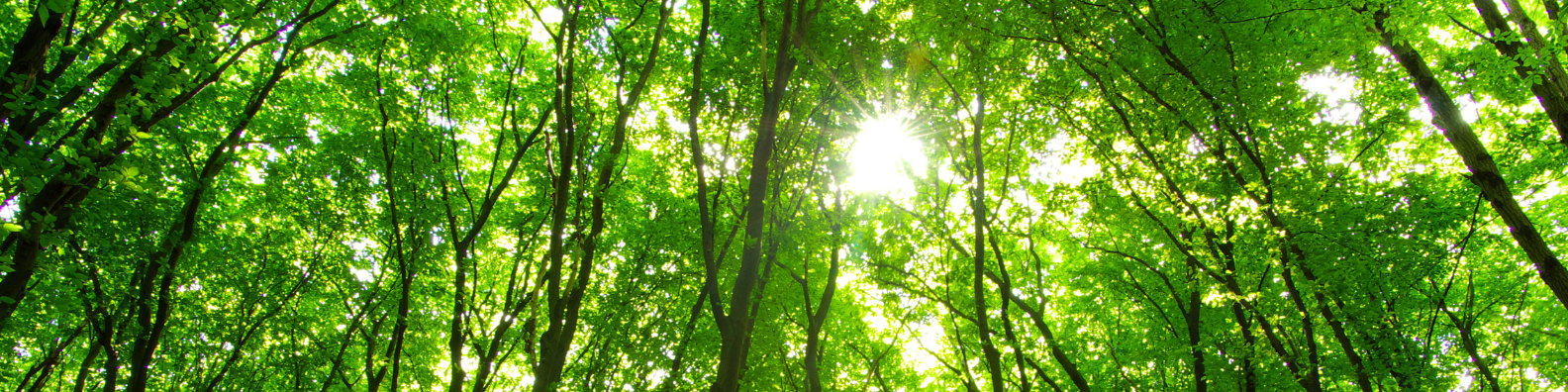 What is Green “Sustainable” HR?
